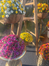 Load image into Gallery viewer, Mum Hanging Basket or Pop Drop In, 14&quot;, UV  protected