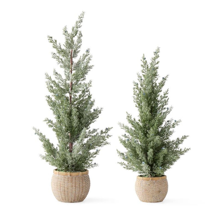 Frosted Juniper Tree w/Blue Berries In Cement Pot, 2 size options
