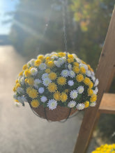 Load image into Gallery viewer, Mum Hanging Basket or Pop Drop In, 14&quot;, UV  protected