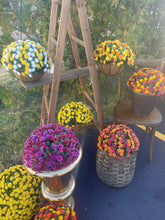 Load image into Gallery viewer, Mum Hanging Basket or Pop Drop In, 14&quot;, UV  protected