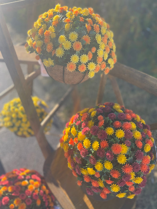 Mum Hanging Basket or Pop Drop In, 14