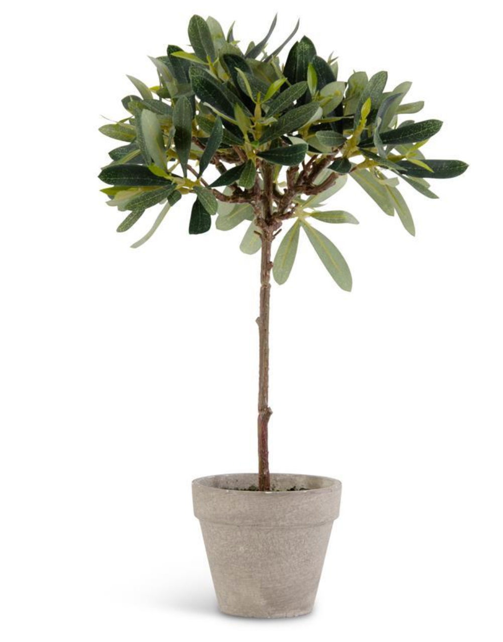 13 INCH POTTED OLIVE TREE