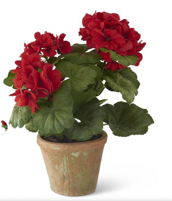 14 Inch Red Potted Geranium In Clay Pot