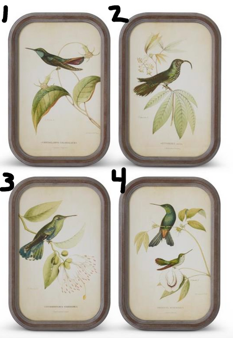 Assorted 17.75 Inch Rounded Wood Framed Bird Print (4 Styles Options)