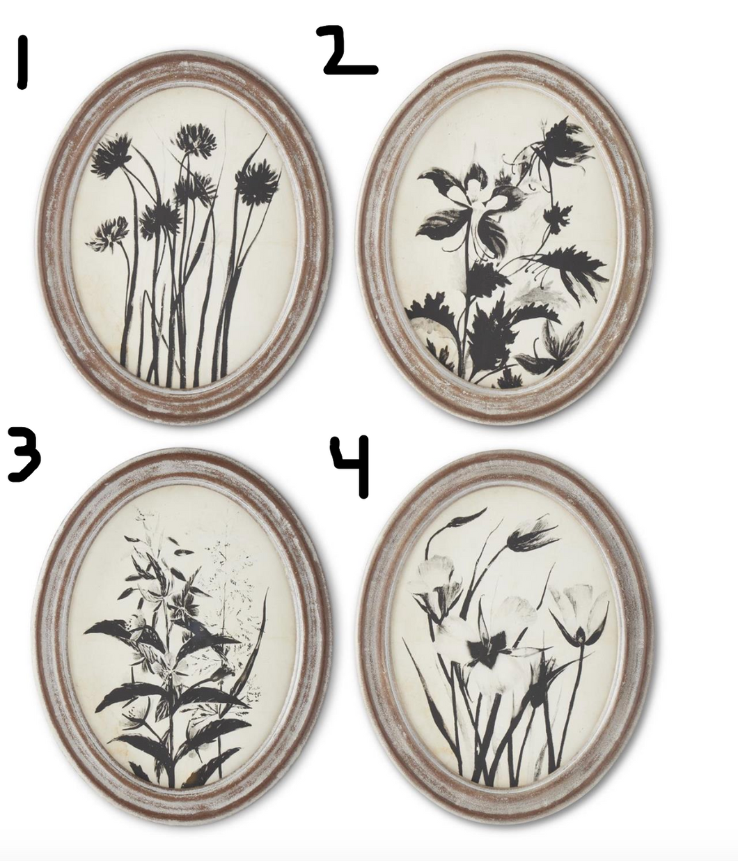 Assorted 13.75 Inch Wood Framed Oval Black & White Botanical Prints