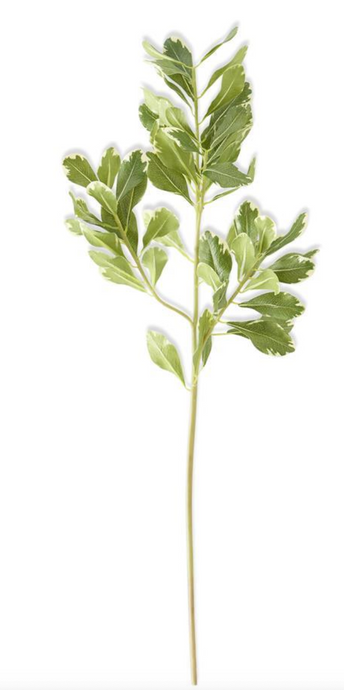 28 Inch Pittosporum Leaf Stem