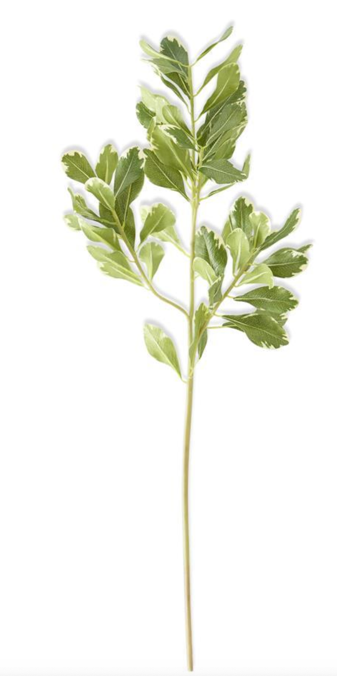 28 Inch Pittosporum Leaf Stem