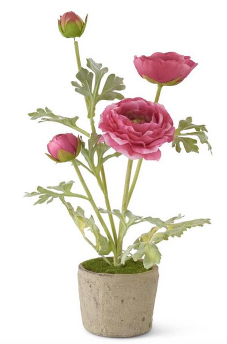 14 Inch Pink Ranunculus In Clay Pot