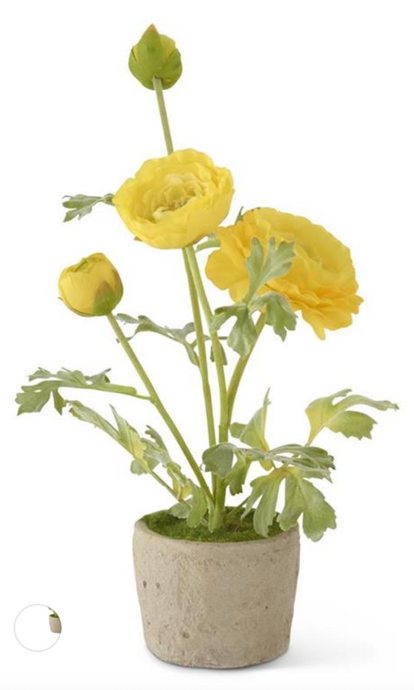 14 Inch Yellow Ranunculus In Clay Pot