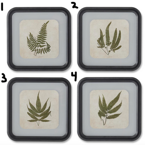 11.75 Inch Square Black Wood Rounded Framed Fern Prints