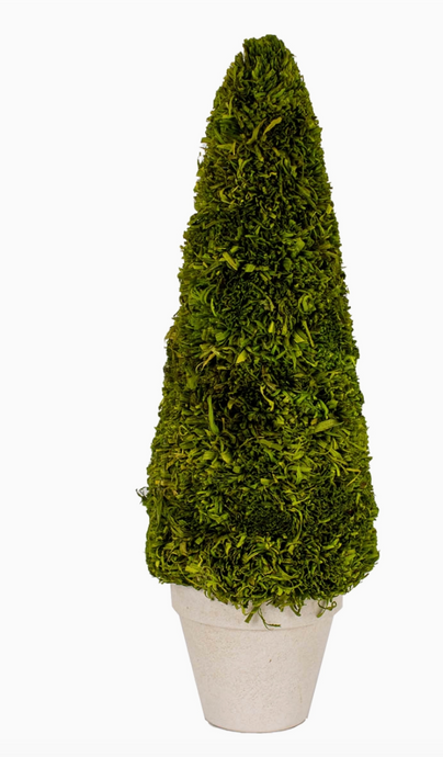 Boxwood Tree Green