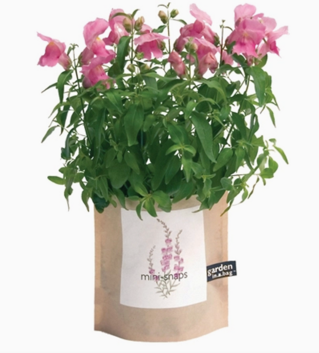 Garden in A Bag | mini snaps