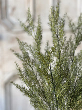 Load image into Gallery viewer, Whickham Wheat Bush | 19" | Moss |