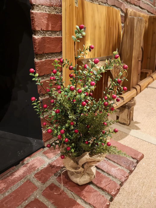20IN BOXWOOD BERRY IN POT